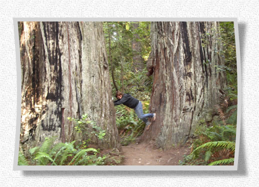 Redwoods