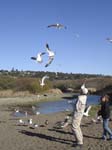 Cambria (2421)