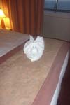 Cruise Web (109)