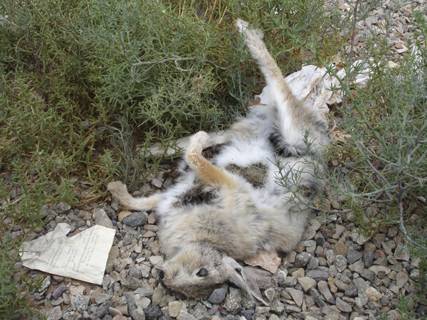 New Mexico (2704)