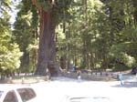 Cal-Oregon (1242)
