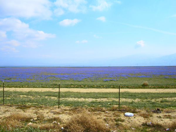 Bakersfield 103