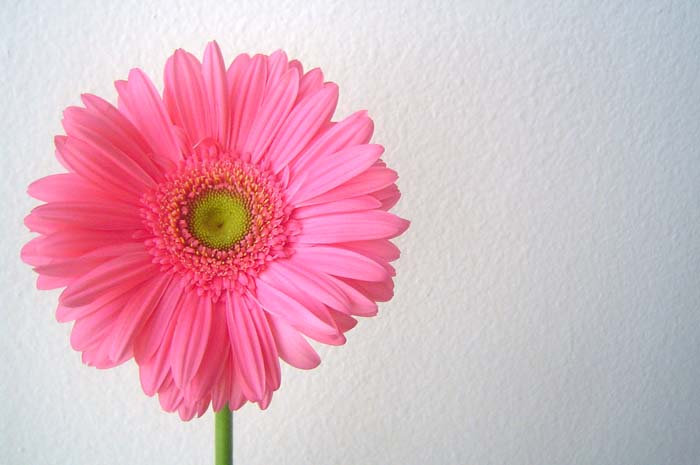 Flowers (1)