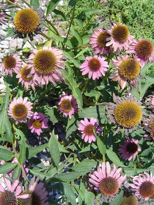 Flowers (2)