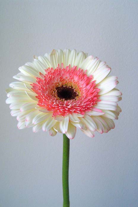Flowers (4)