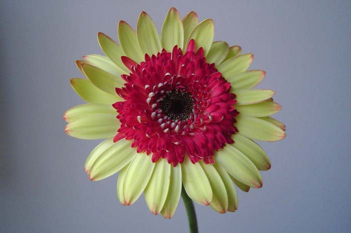 Flowers (5)