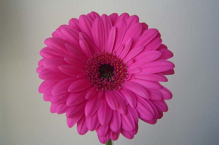 Flowers (6)