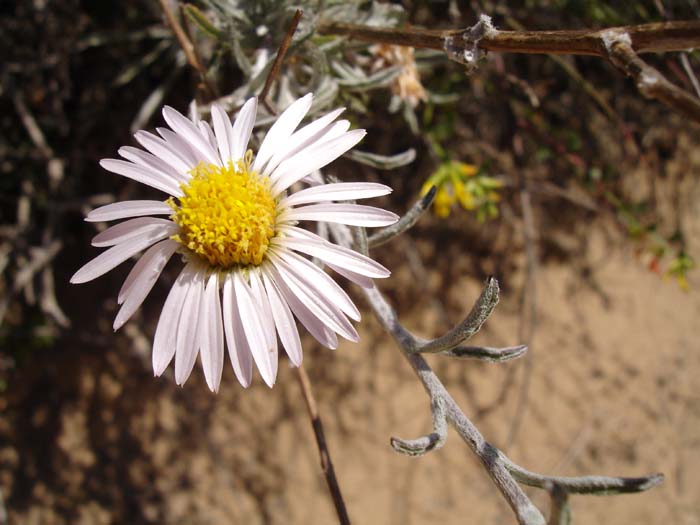 Flowers (8)