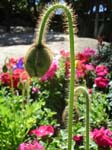 Flowers (10)