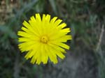 Flowers (11)
