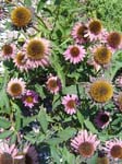 Flowers (2)