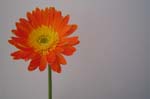 Flowers (3)