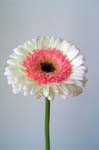 Flowers (4)