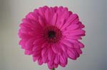 Flowers (6)
