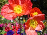 Flowers (9)